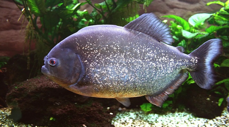 Ataques de pirañas aterrorizan a bañistas de Paraguay