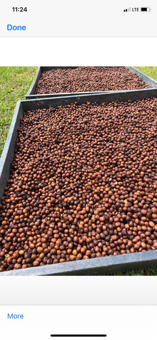 Finca Las Planadas ganó el Primer Encuentro Internacional de Cafés de Especialidad Venezolano (Eicev) 2022