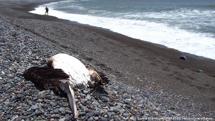 Perú sugiere restringir acceso a playas por riesgo de gripe aviar