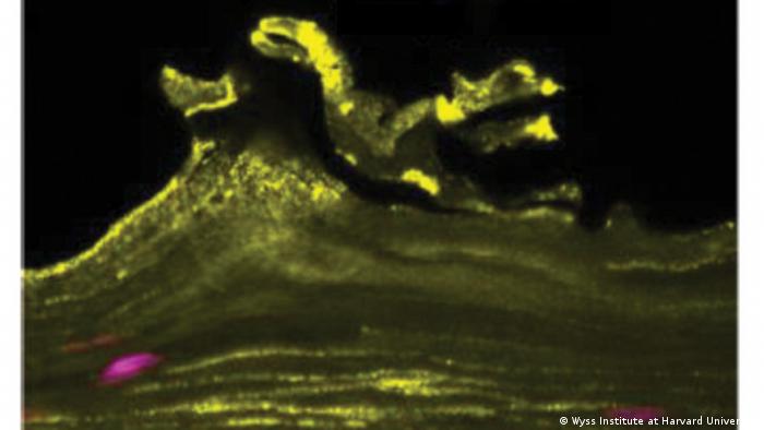 «Vagina en un chip» es creada por científicos para comprender la salud vaginal