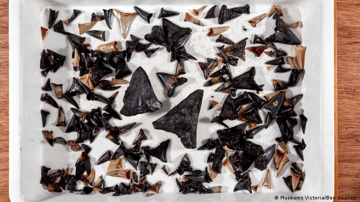 Hallan fósil de un gigantesco tiburón prehistórico en aguas australianas