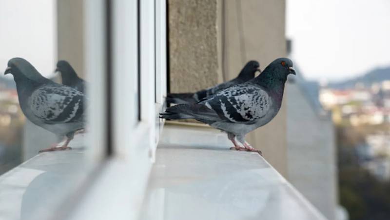 Innovadora tecnología en vidrios evitaría que los pájaros choquen contra las ventanas
