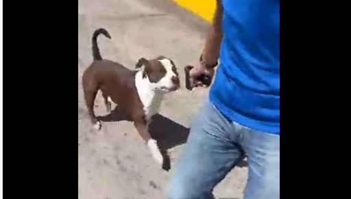 Ministerio Público investigará a general por amenazar a vecino que paseaba a perro