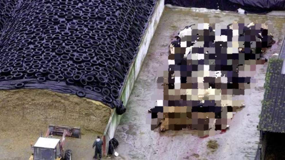 Brasil detectó un caso de ‘vacas locas’ en el estado amazónico de Pará