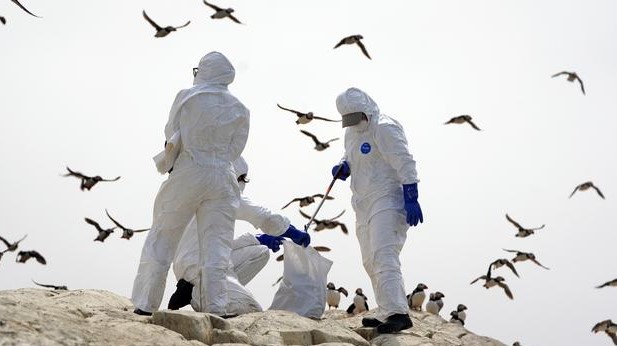 Uruguay decretó emergencia sanitaria por la aparición de gripe aviar