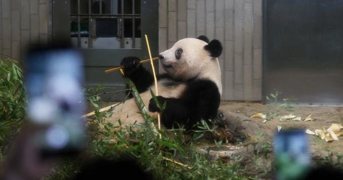 Japoneses se despiden con tristeza de cuatro osos panda antes de irse a China