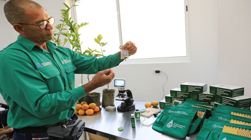 Elaboran kit para detectar la enfermedad que ataca a los cítricos