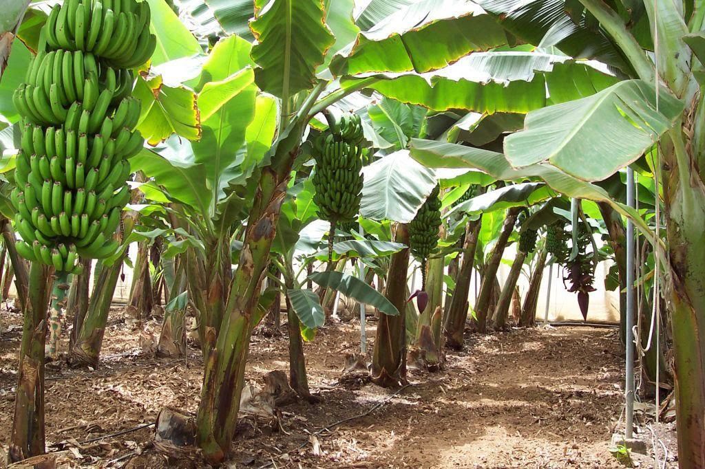 Venezuela declara emergencia fitosanitaria por hongo mortal para cultivos de plátanos y cambur