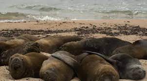 Perú | Al menos 585 lobos marinos han muerto de gripe aviar H5N1