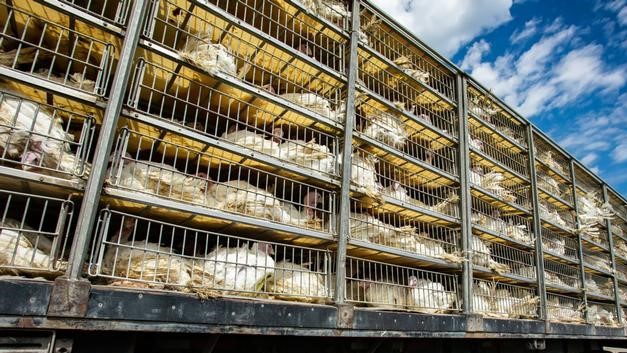 Aumento del consumo de carne causa martirio animal