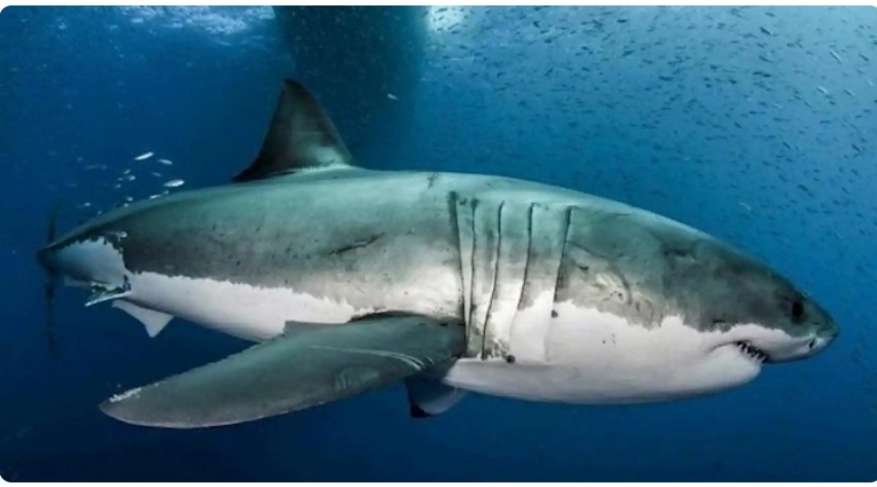 La aterradora experiencia que vivió un buzo australiano cuando fue «tragado» por un tiburón