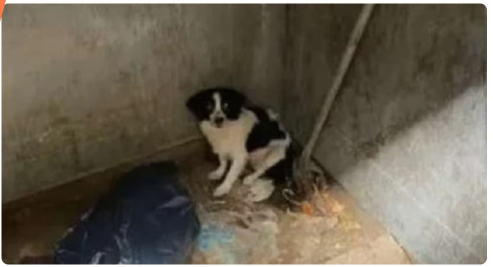 ¡Indignante! Mujer tiró a una perrita a un contendor de basura y luego huyó del lugar