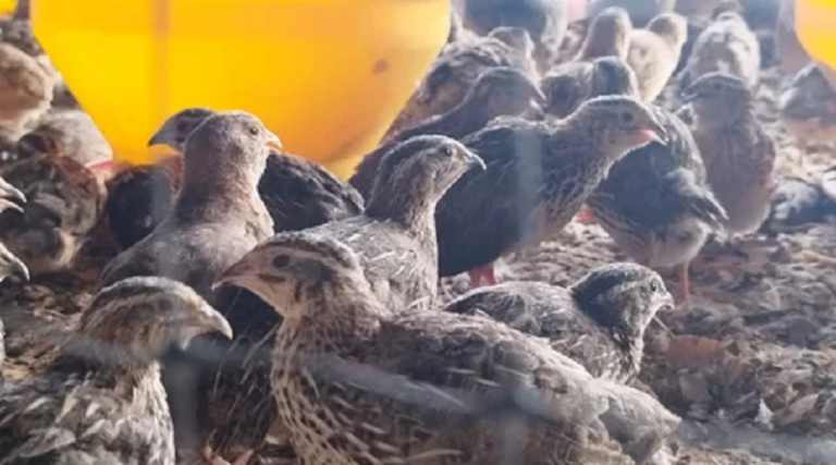 Taller sobre producción de codornices busca diversificar la economía nacional
