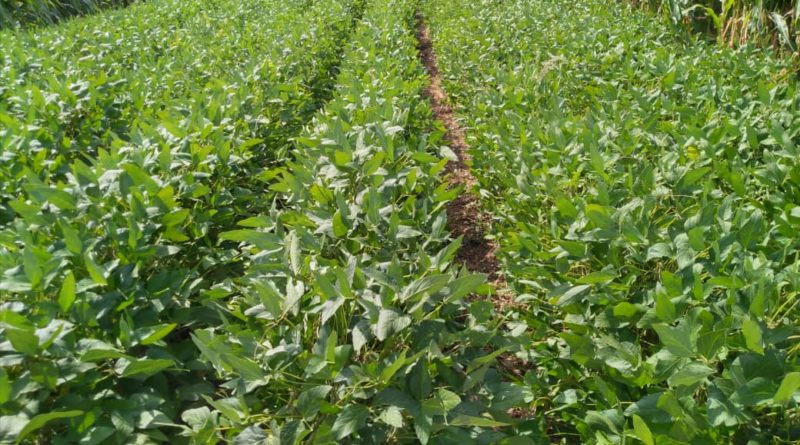 Cosecharán en el estado Falcón primeras semillas certificadas de papa