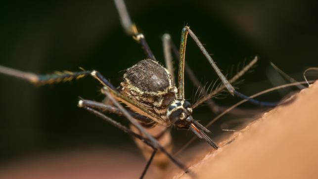 ¡Según estudio! La saliva de mosquito puede debilitar nuestro sistema inmunitario