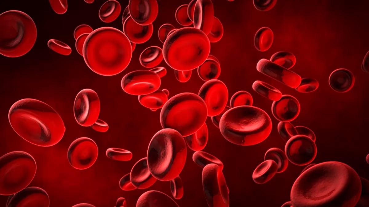 Revelan un antiguo misterio sobre los glóbulos rojos que abre la puerta a nuevas terapias contra la anemia