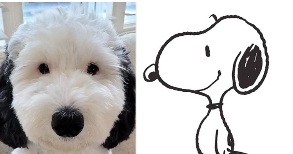 En Fotos|El sorprendente parecido de una perrita con el popular Snoopy