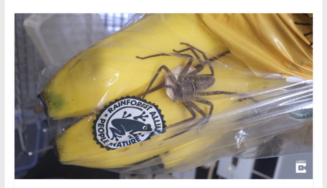 ¡Impactante! Un hombre descubrió la araña más grande del mundo en su compra del supermercado