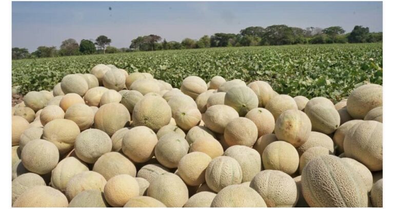 Guárico se convirtió en el segundo productor de melón del país