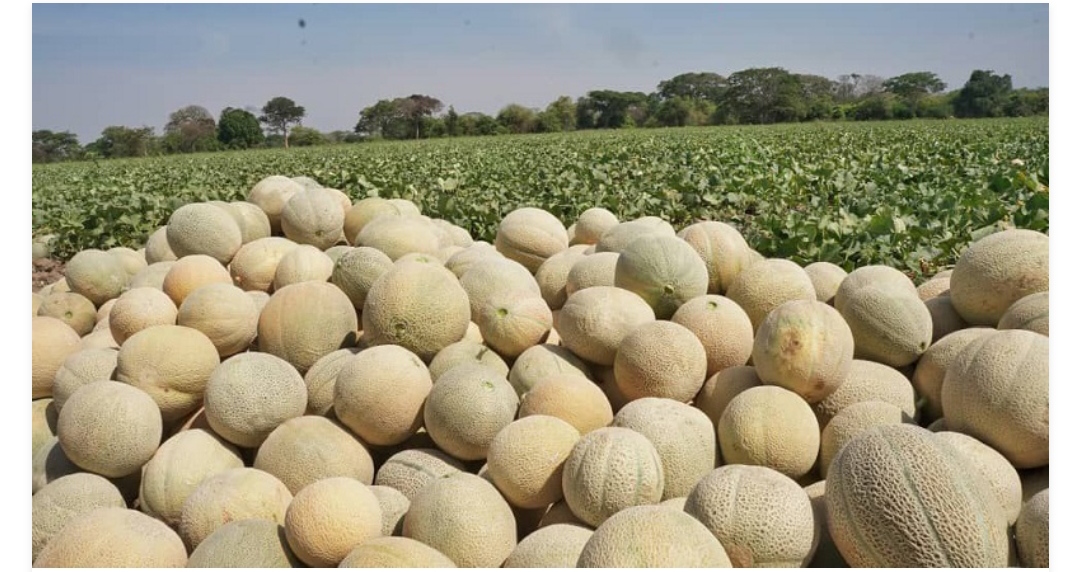 Guárico se convirtió en el segundo productor de melón del país