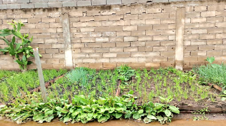 Impulsan la activación de patios productivos en el estado Bolívar