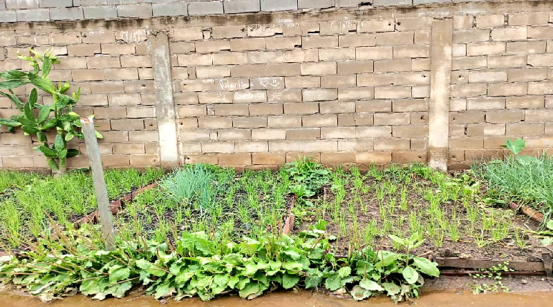 Impulsan la activación de patios productivos en el estado Bolívar