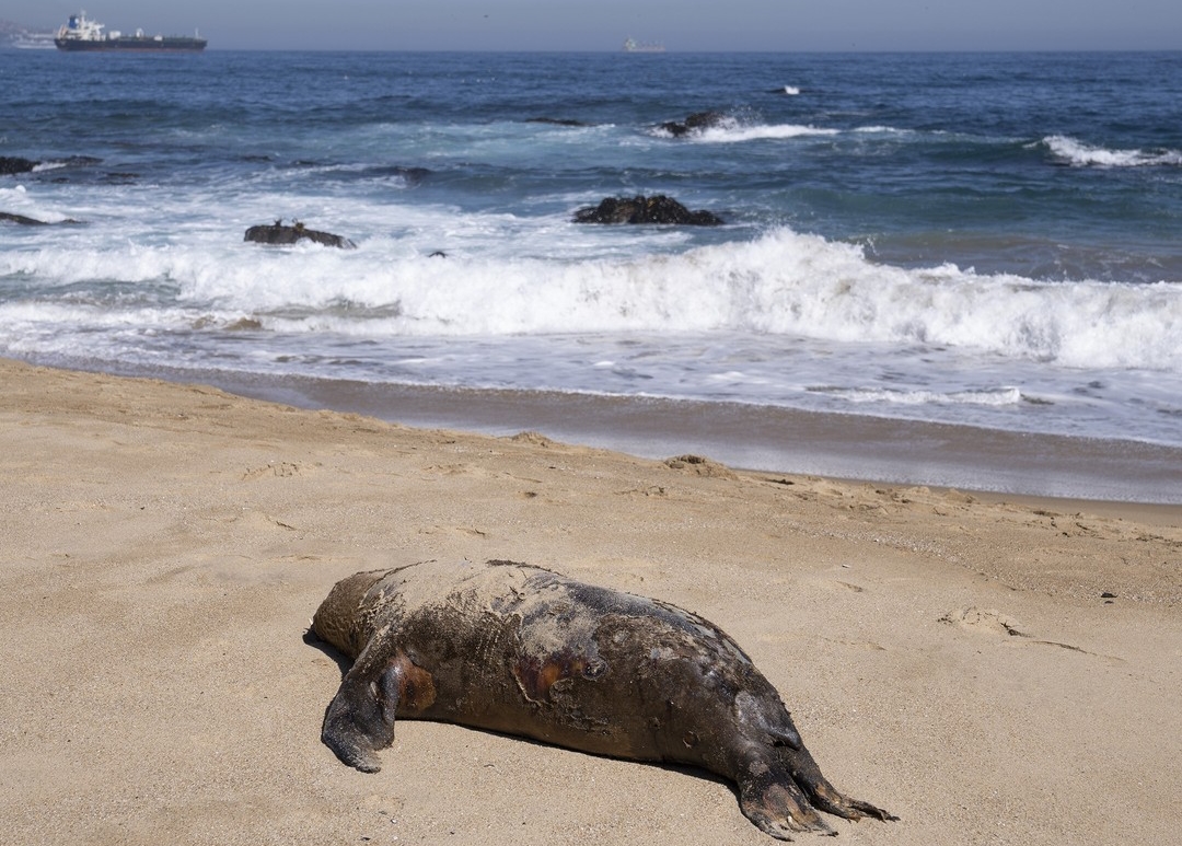 Chile reportó 1535 lobos marinos y 730 pingüinos muertos por gripe aviar