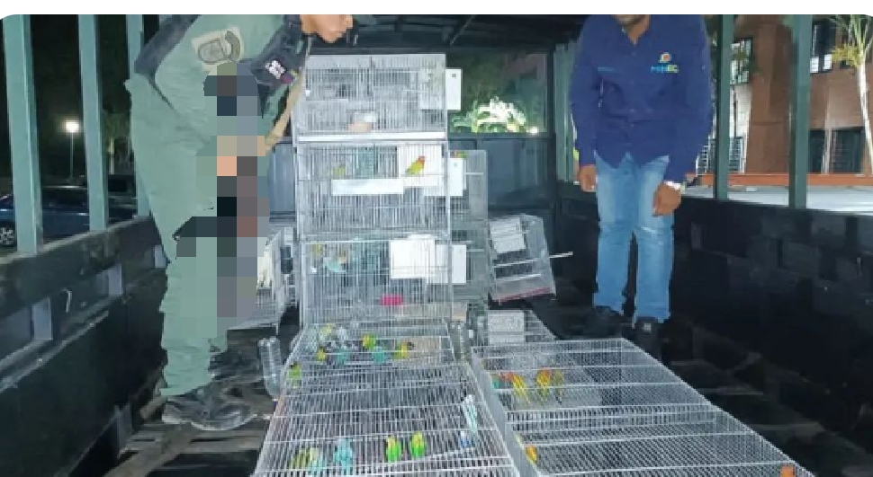 ¡Durante operativo! Incautaron 89 animales exóticos en Parque Caiza