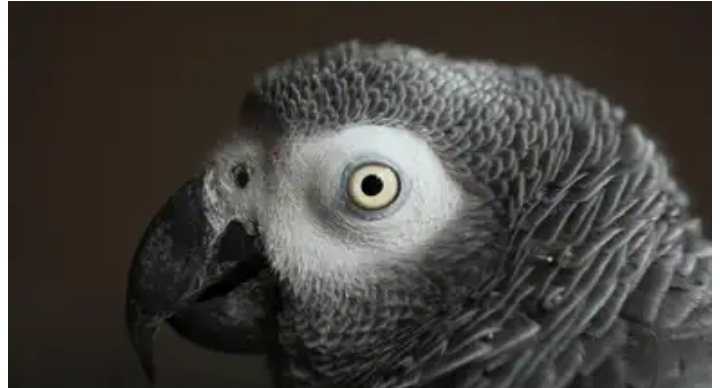 Condenan a cadena perpetua a un hombre gracias al testimonio de un loro