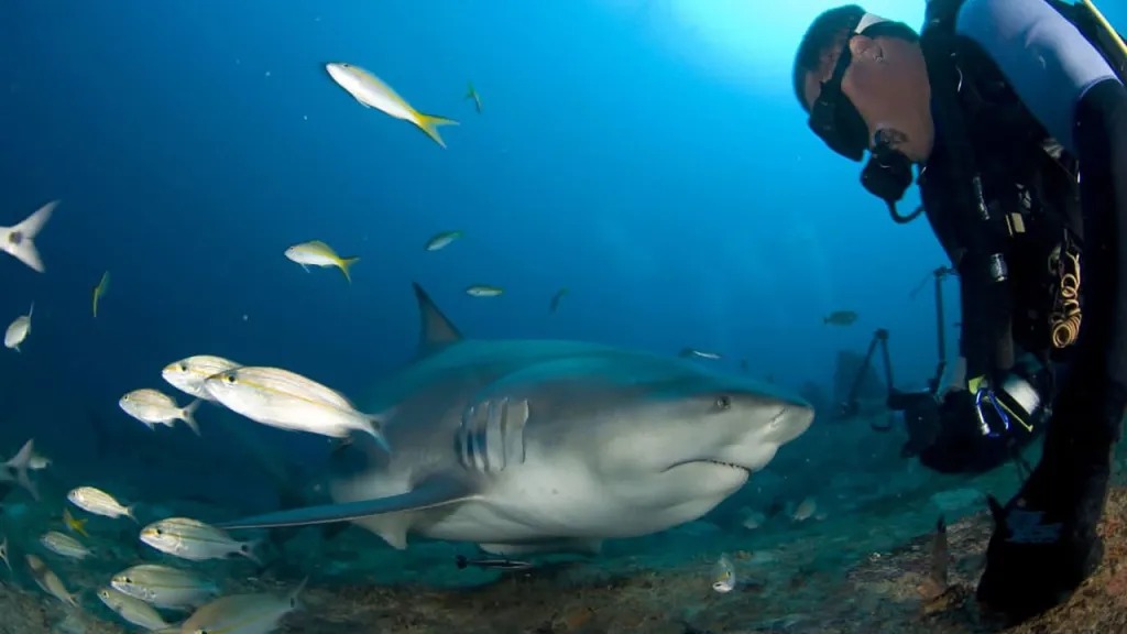 ¡Nadar con tiburones toro! La apuesta del turismo subacuático en Cuba