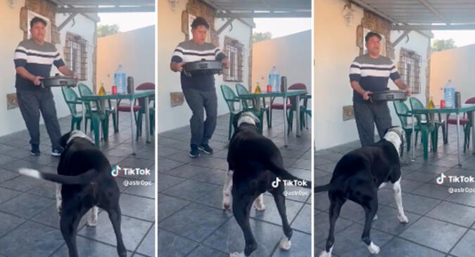 ¡Al ritmo del merengue! Perrita realizó singulares pasos y cautivó a usuarios (+ Video)