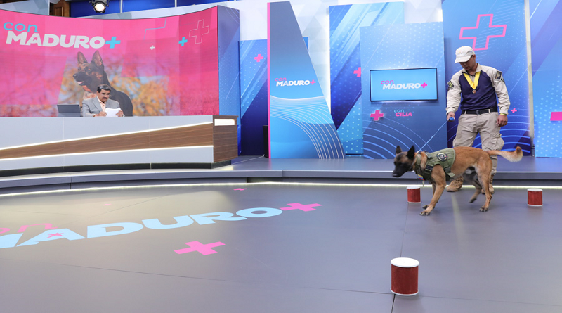 Cuerpos de seguridad del Estado cuentan con Brigadas Caninas especializadas