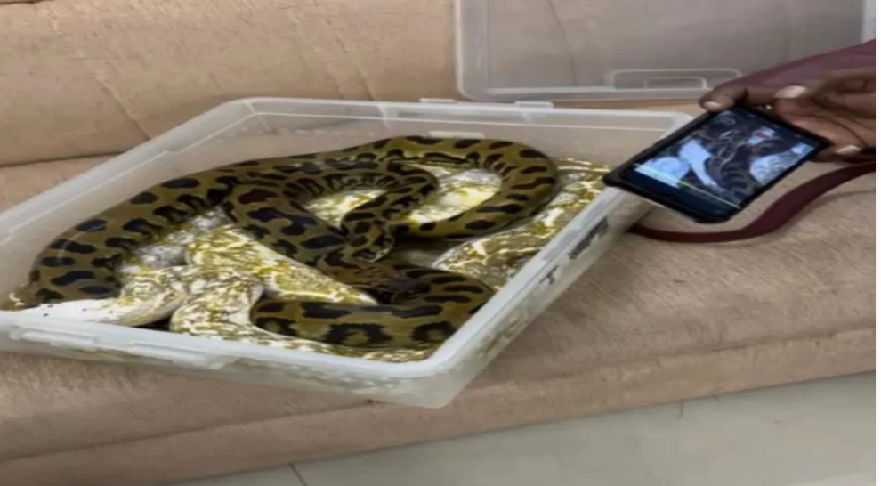 ¡Insólito! Una mujer intentó volar con 22 serpientes ocultas en su equipaje