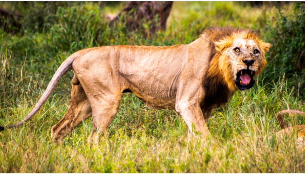 Mataron con lanzas a Loonkito, el león más viejo del mundo