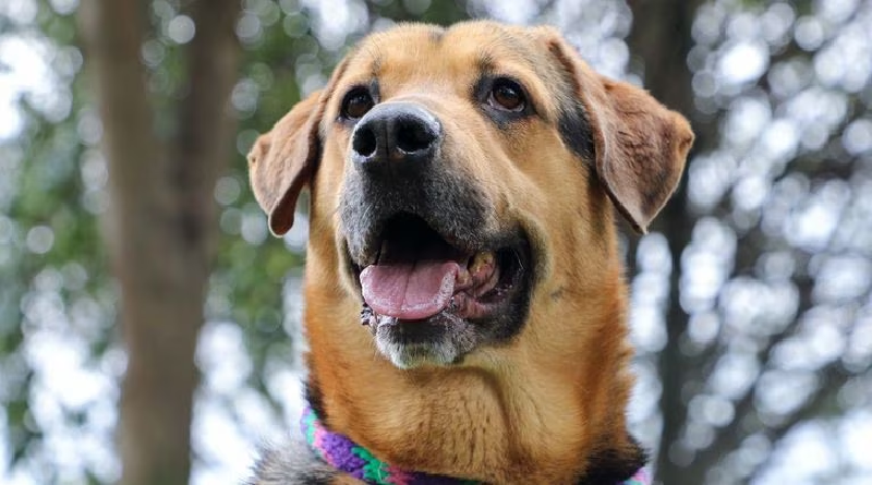 Investigadores afirmaron que tener un perro en casa aporta beneficios a la salud