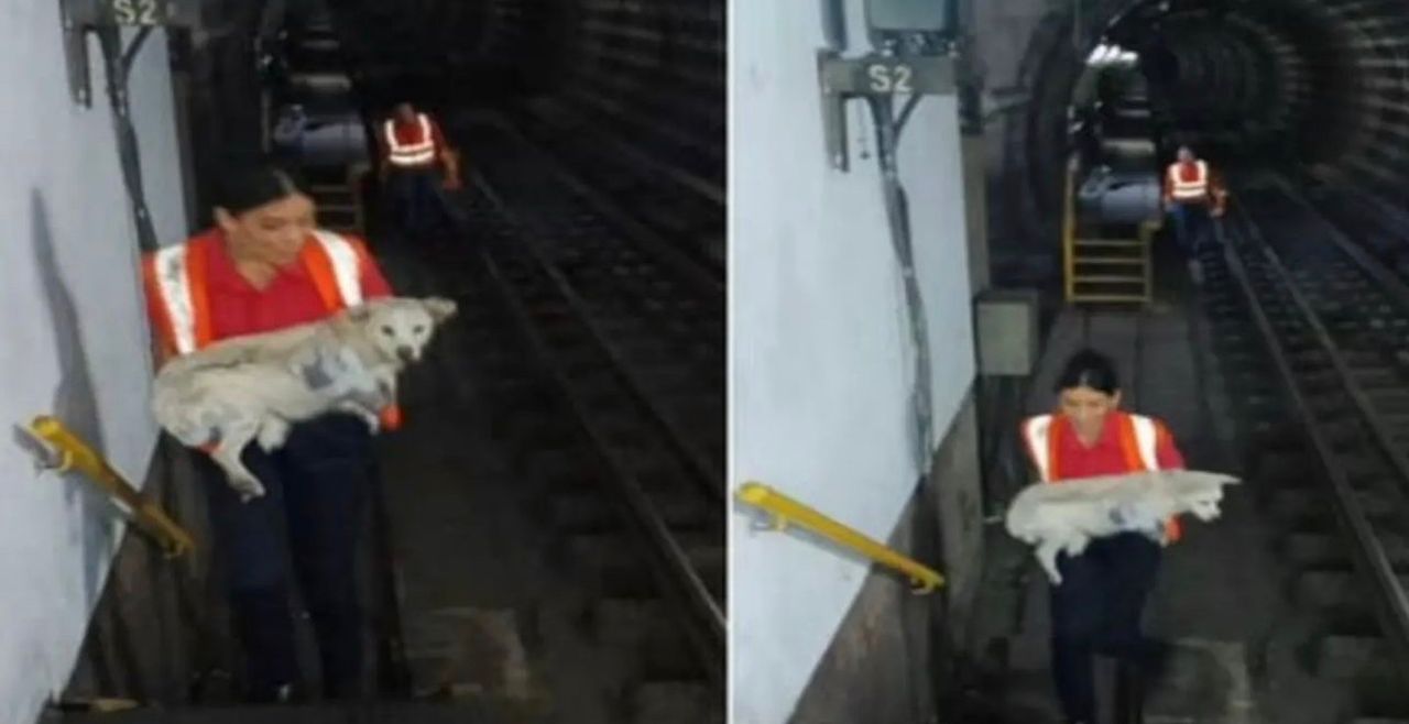 Rescatado perrito que ingresó a un túnel de la estación Bellas Artes del Metro de Caracas: Cortaron la corriente y suspendieron el paso de trenes