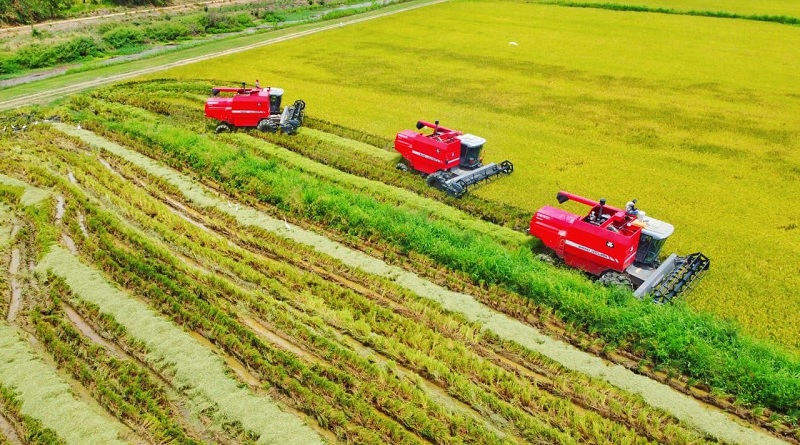 Cosecha de arroz del ciclo Norte Verano superó el 50 % de avance en Guárico