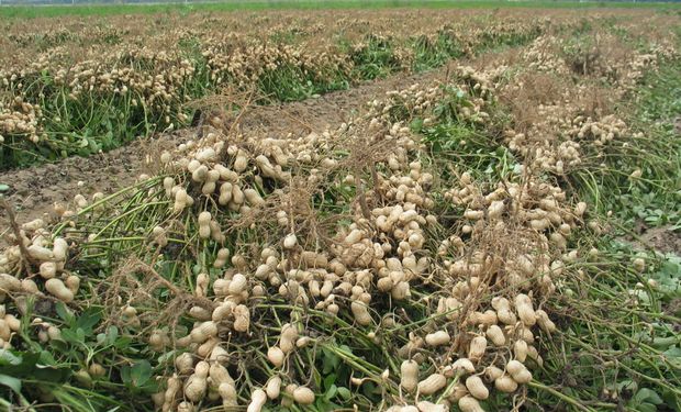 Promueven siembra de maní para potenciar la economía del país