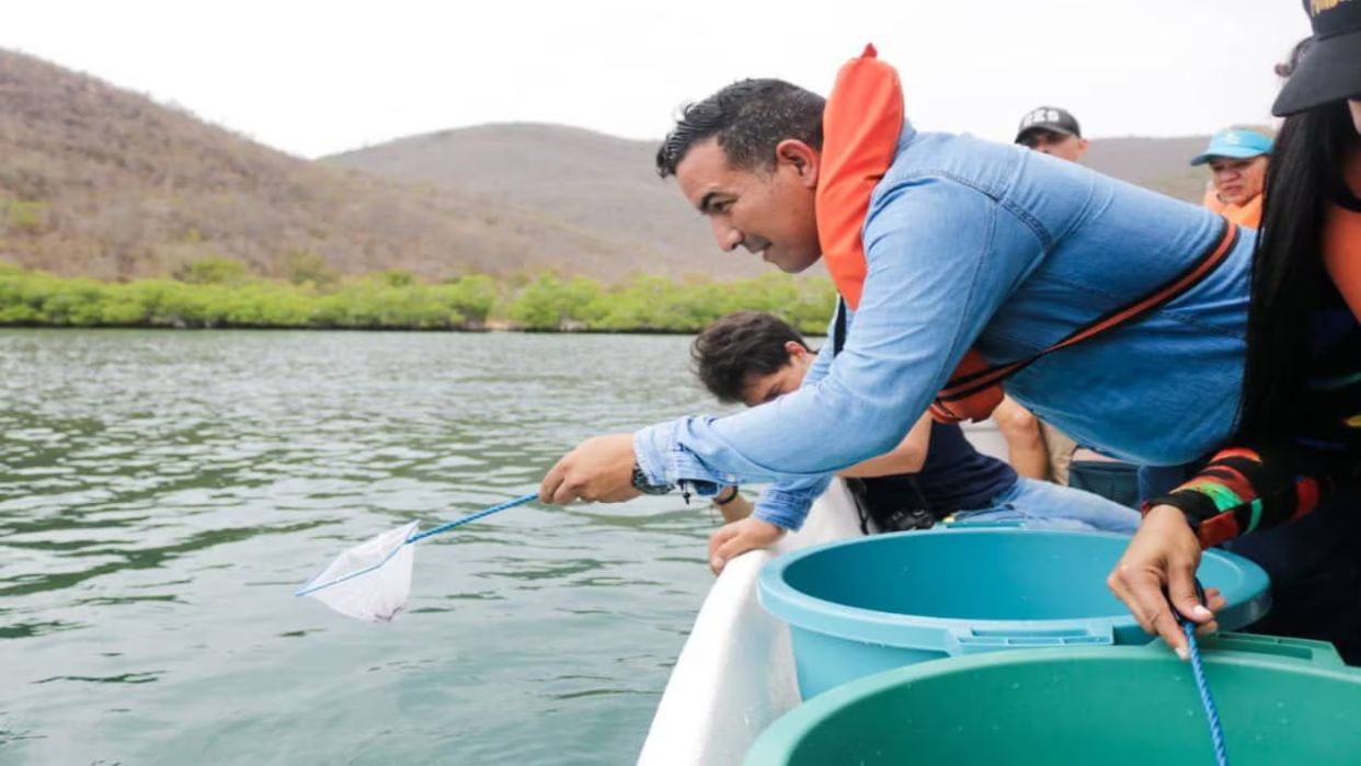 Ministerio de Ecosocialismo liberó 500 caballitos de mar como parte de un plan de sostenibilidad