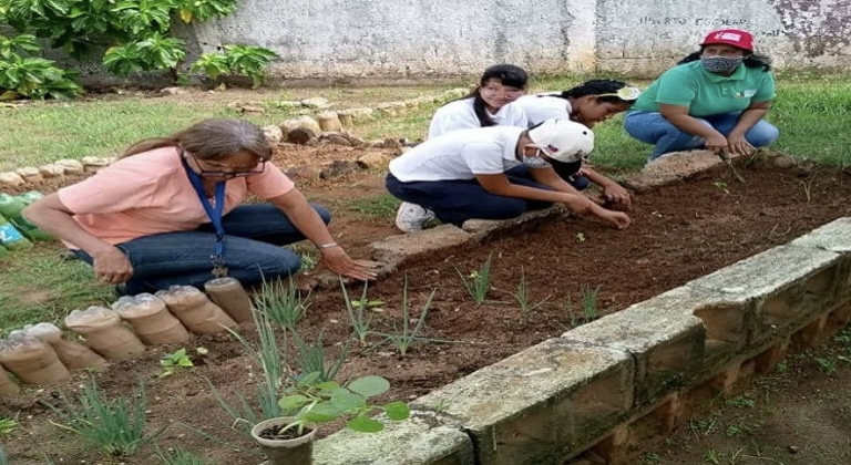 Jornada de siembra de plántulas de ají impulsa producción en Anzoátegui