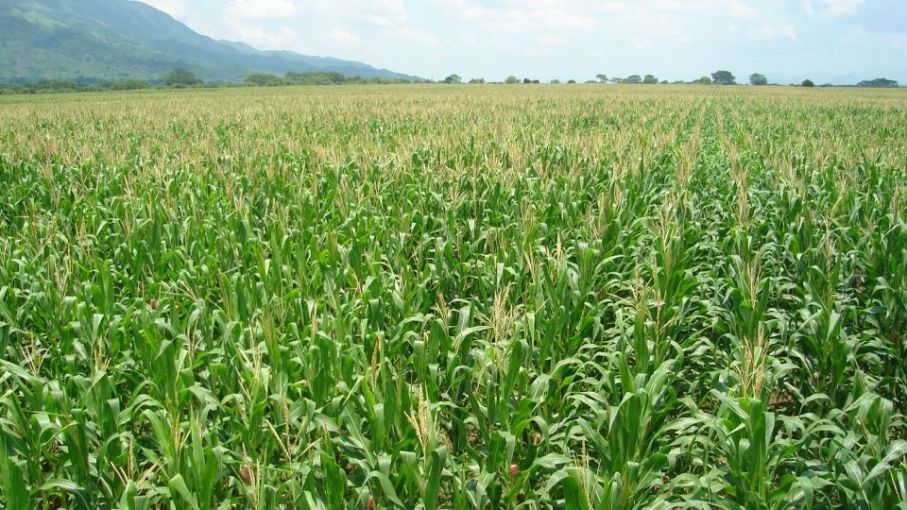 En vanguardia| Avanza producción de maíz en Portuguesa ( + Video)