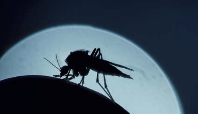 EE.UU. registra los primeros casos de malaria adquirida localmente en 20 años