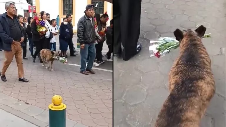Una perrita conmovió las redes al acompañar un cortejo fúnebre con un ramo de flores en su hocico