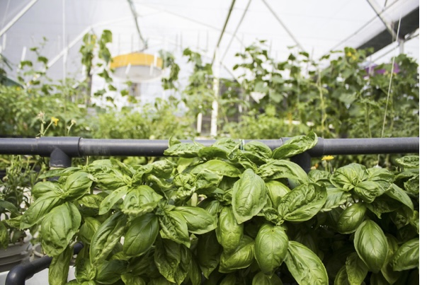 Verde en concreto, la granja caraqueña que produce alimentos sostenibles a través de la acuaponía
