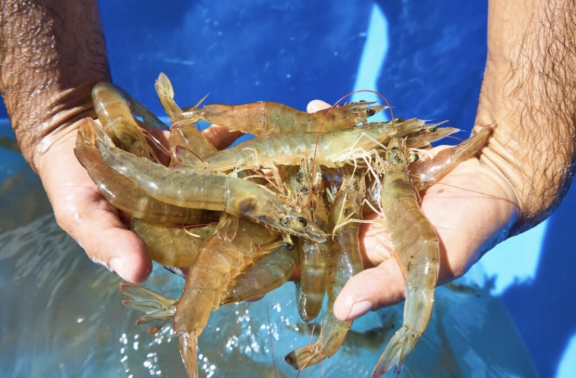 Camarones del estado zulia lideran la exportación acuícola en el país
