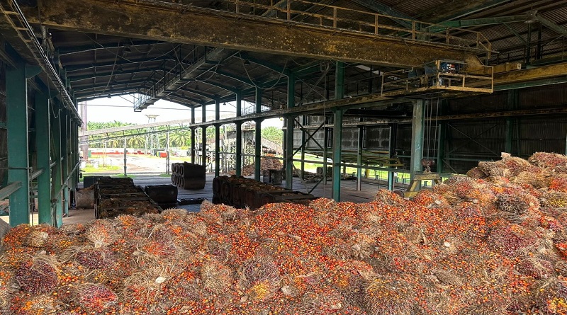 Impulsan producción de palma aceitera africana en el estado Zulia