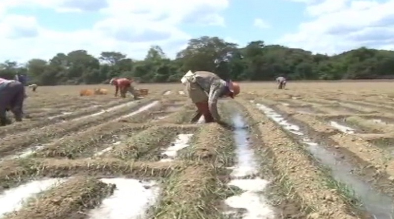 Inicia Plan de Siembra Ciclo Invierno 2023 en Guárico