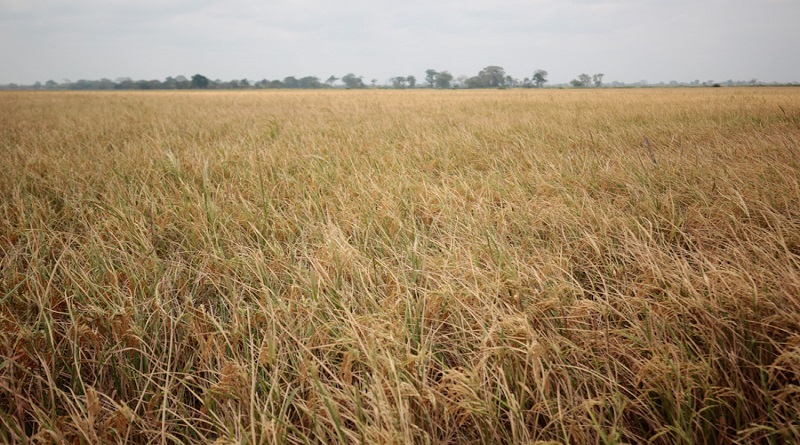 Proyectan siembra de seis mil hectáreas de maíz en “Ojo de Agua”, Portuguesa
