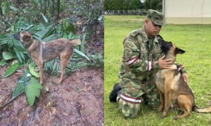 No aparece Wison, perro cuyas huellas permitieron hallar a niños en selva del Guaviare