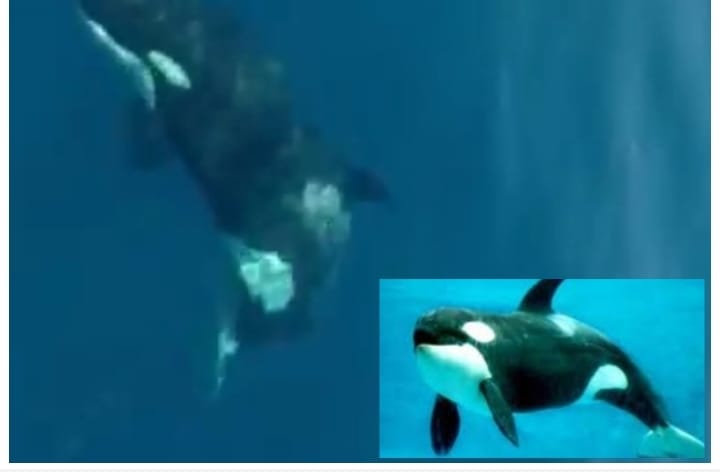 ¡En aguas venezolanas! Fueron vistas ballenas orcas en el estado Nueva Esparta (+ Video)